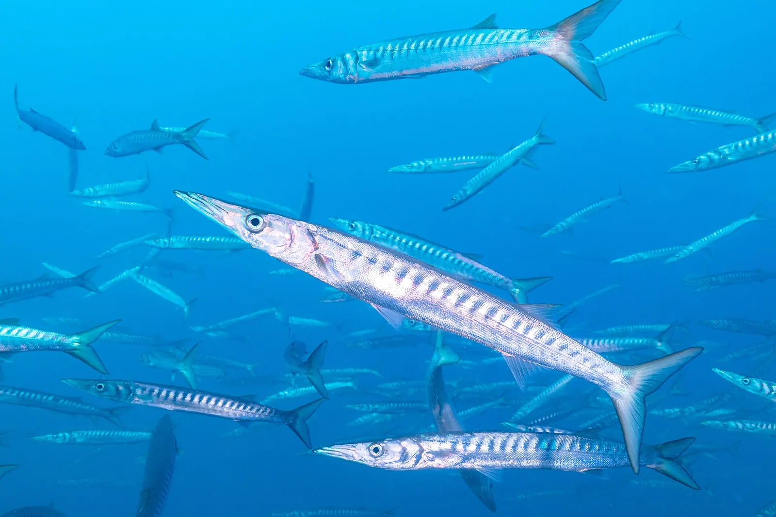 Banco de bicudas sobre los fondos de la Reserva Marina de Cabo de Palos e Islas Hormigas