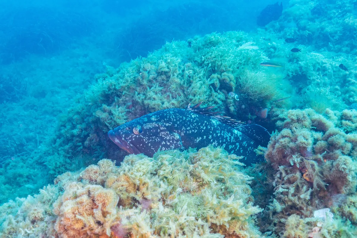 Mero entre las rocas y algas de los fondos de la reserva marina de Cabo de Palos